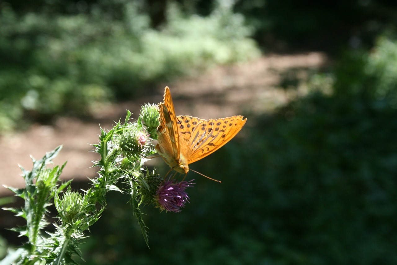 fuchs butterfly thistle free photo