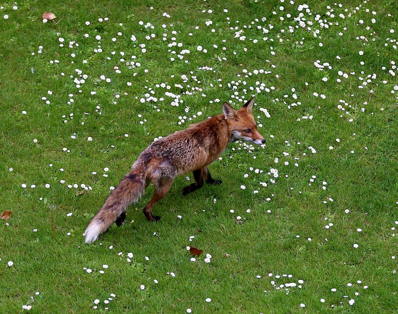 fuchs animal wild free photo