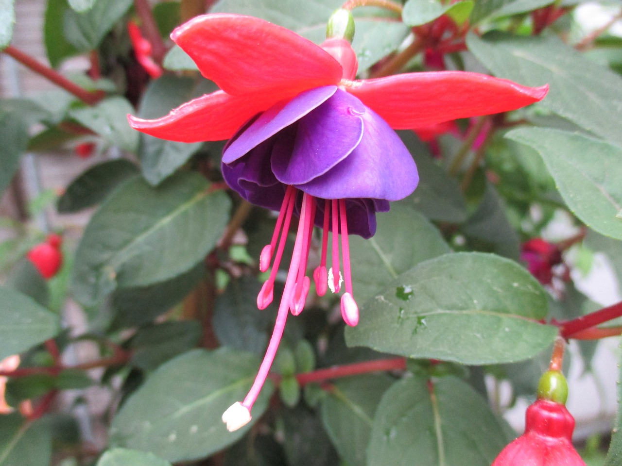 fuchsia flower pink free photo