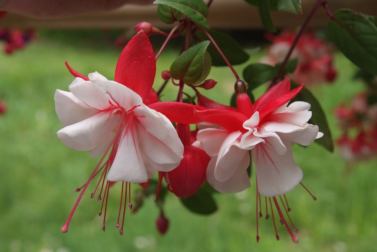 fuchsia flowers red free photo