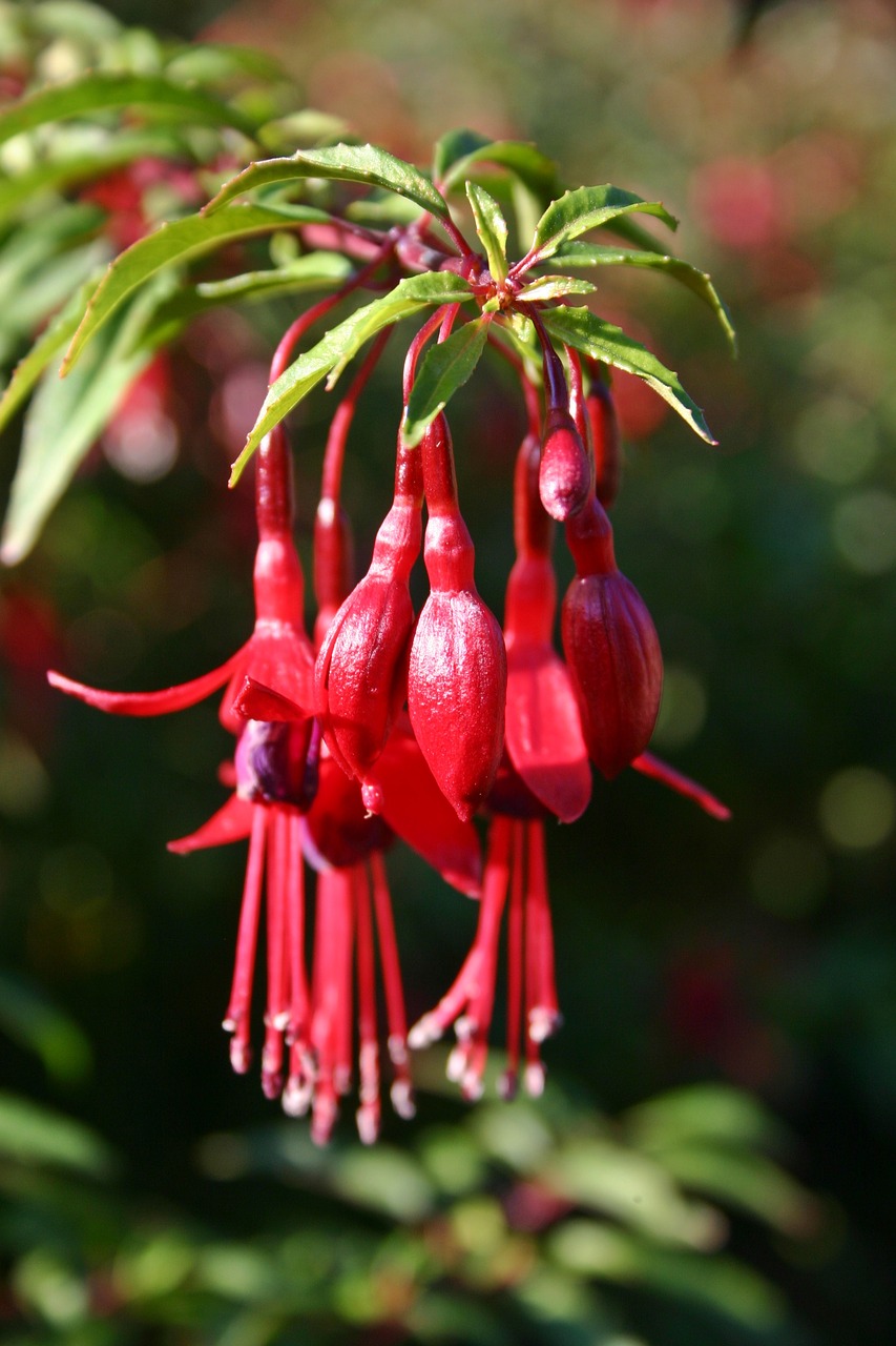 fuchsia flower blossom free photo