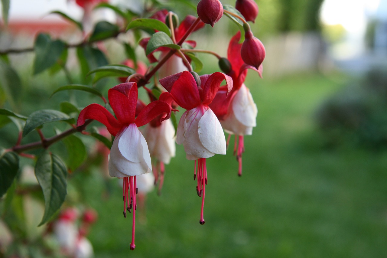 fuchsia flowers nature free photo