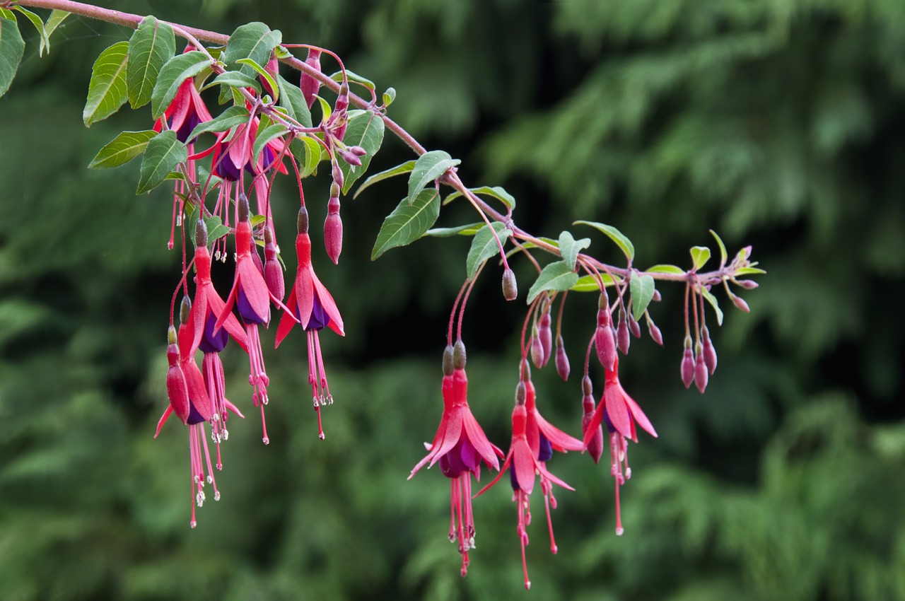 fuchsia flower fuchsia regia free photo