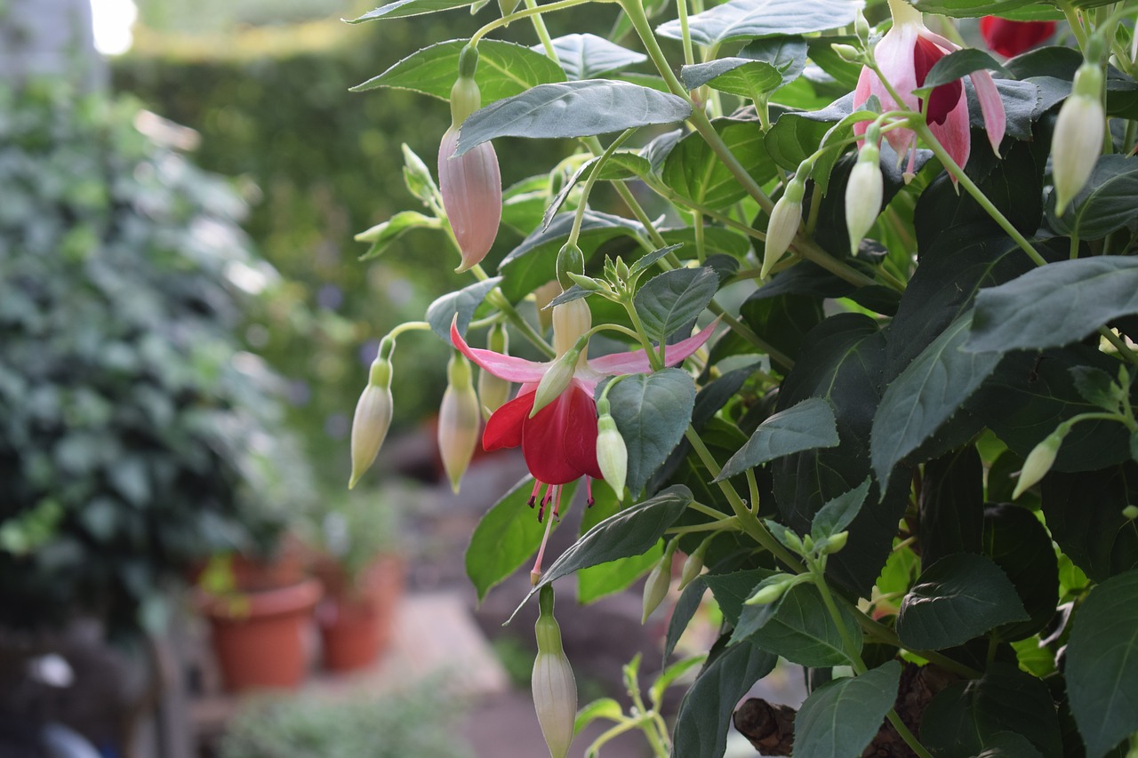 fuchsia garden flowers free photo