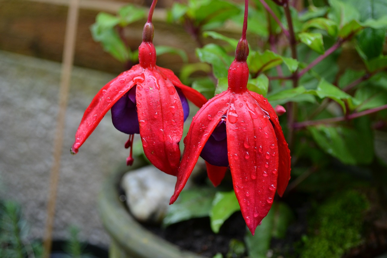 fuchsia potted plant woody free photo