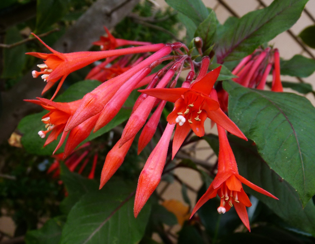 fuchsia red hanging free photo