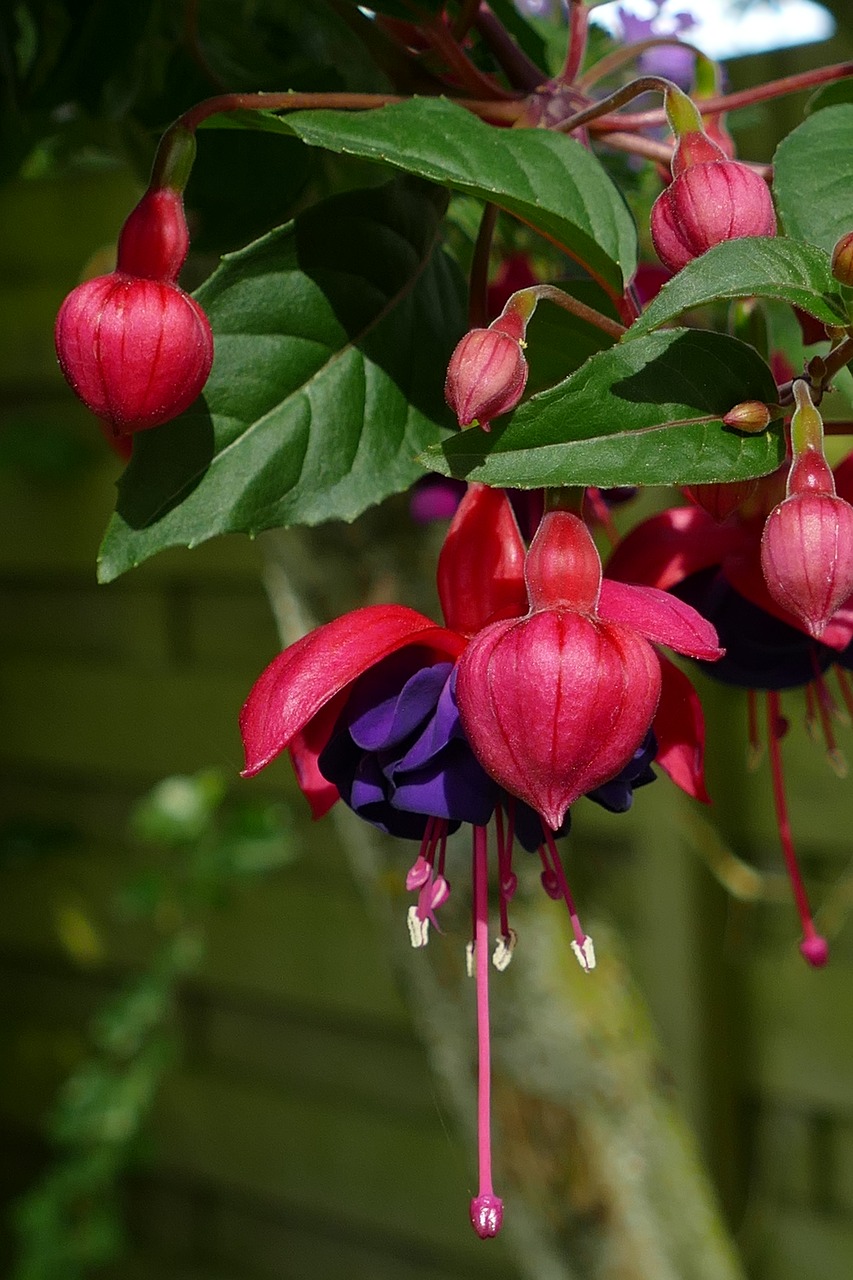 fuchsia  flower  plant free photo