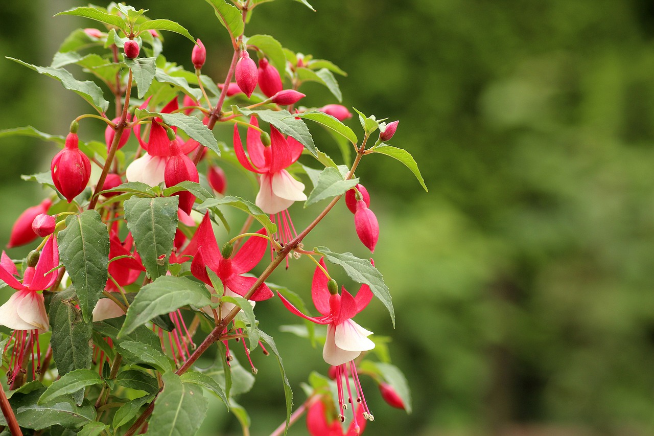 fuchsia  flower  composition free photo