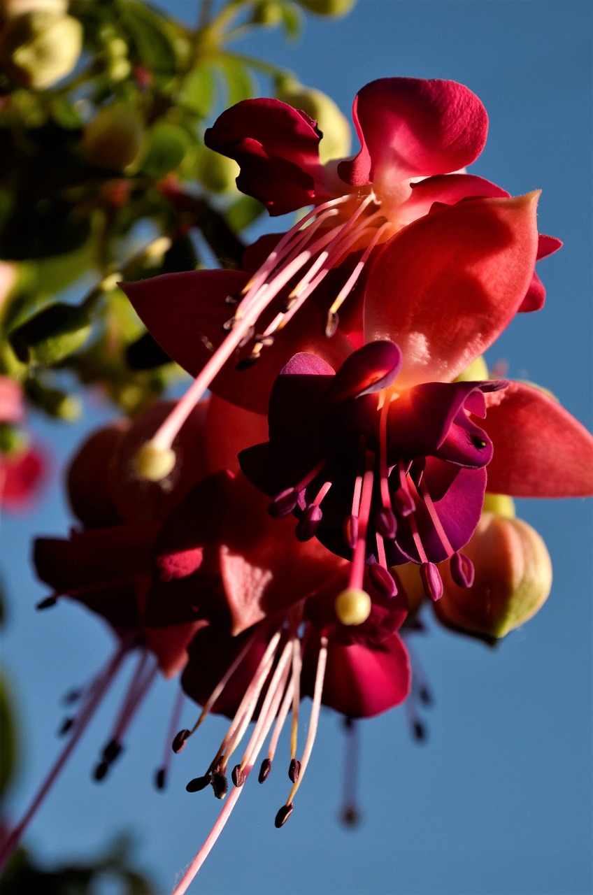 fuchsia  flower  beauty free photo
