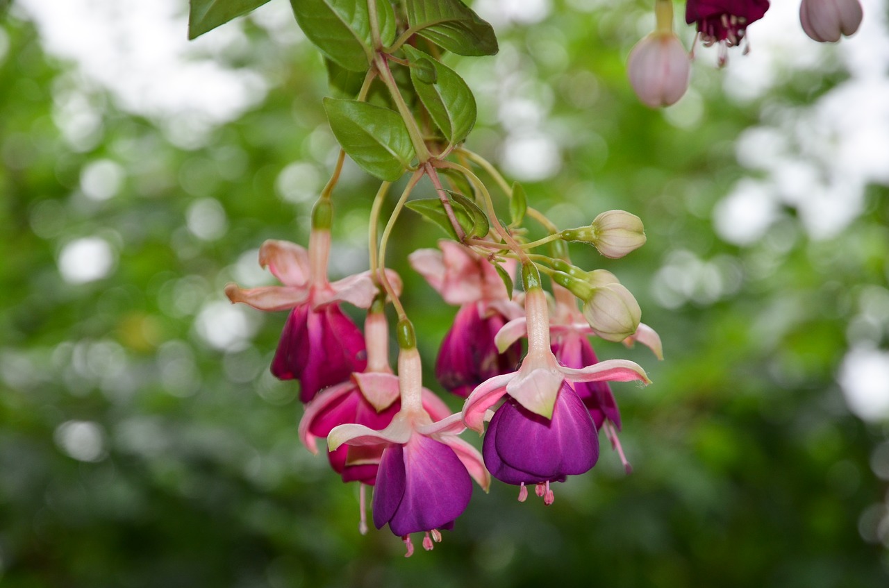 fuchsia  flower  nature free photo