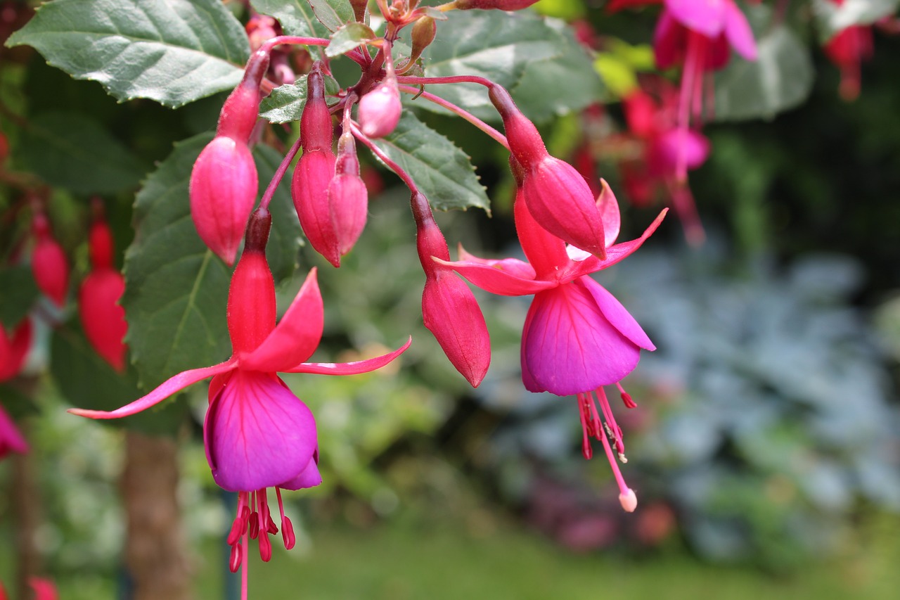 fuchsia  flower  blossom free photo