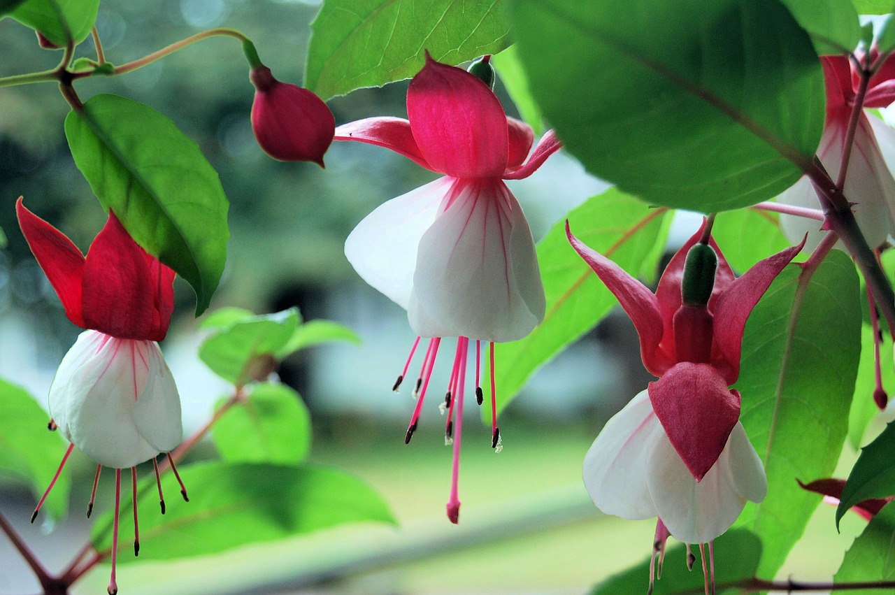 fuchsia flower plant red free photo