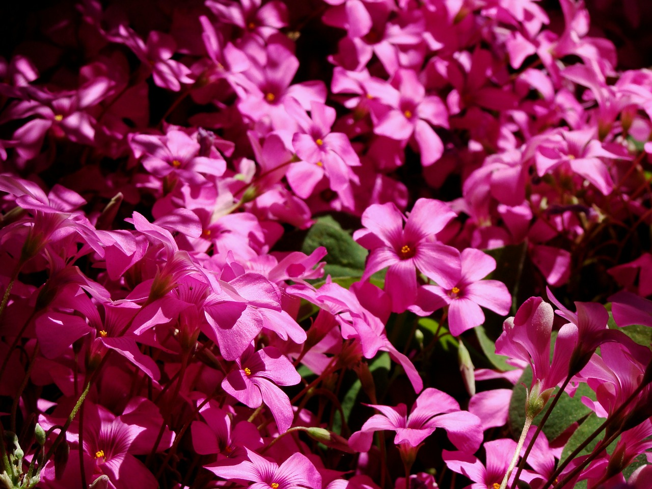 fuchsia flowers rosa free photo