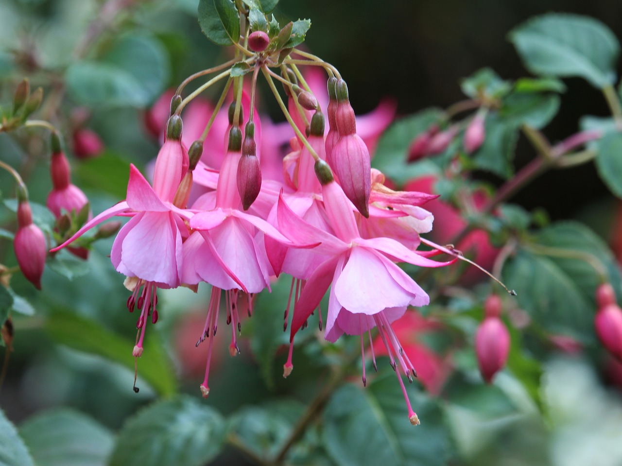 fuchsia  pink  flowers free photo