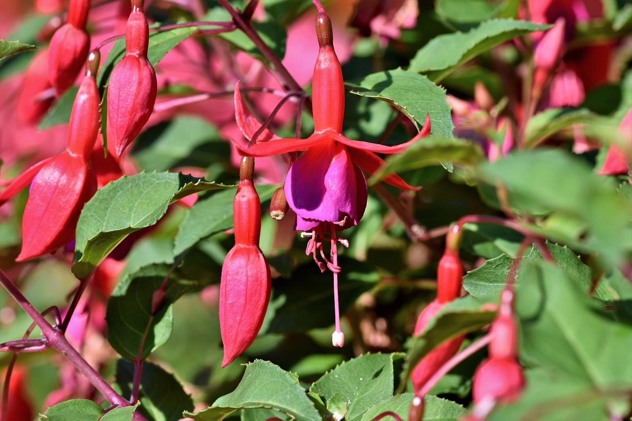 fuchsia  crocosmia  schwertliliengewaechs free photo