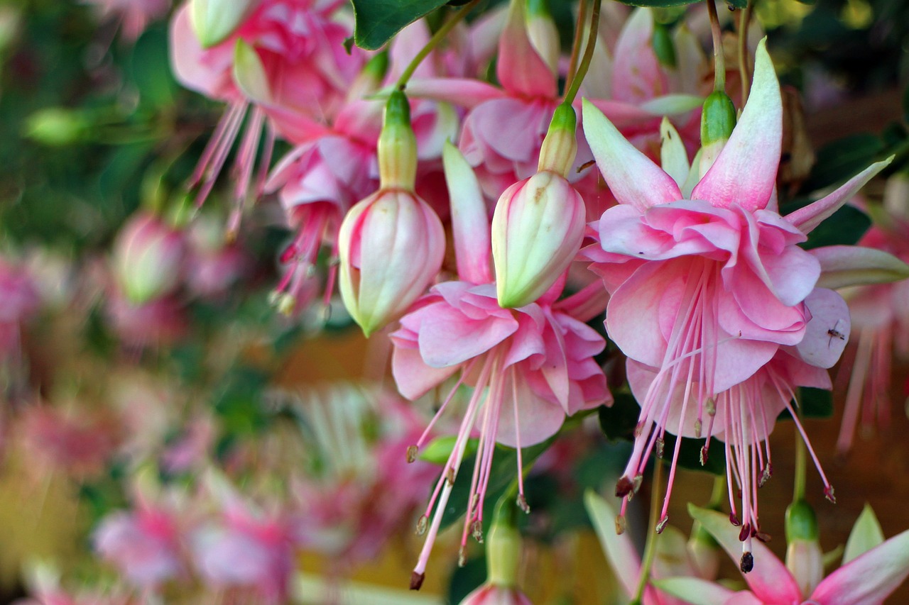 fuchsia close balcony plant free photo