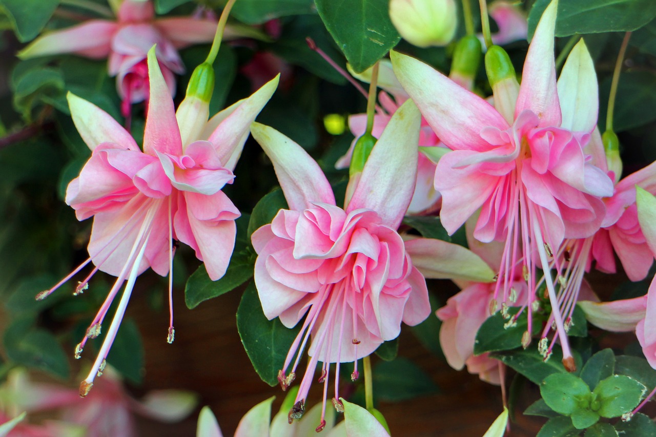 fuchsia close balcony plant free photo