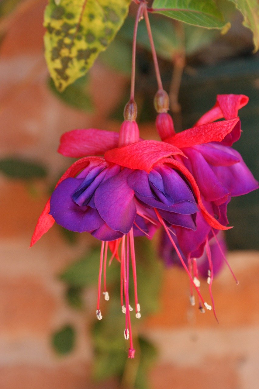 fuchsia flowers pink free photo