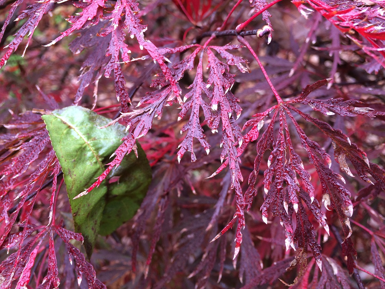 fuchsia  foilage  green free photo