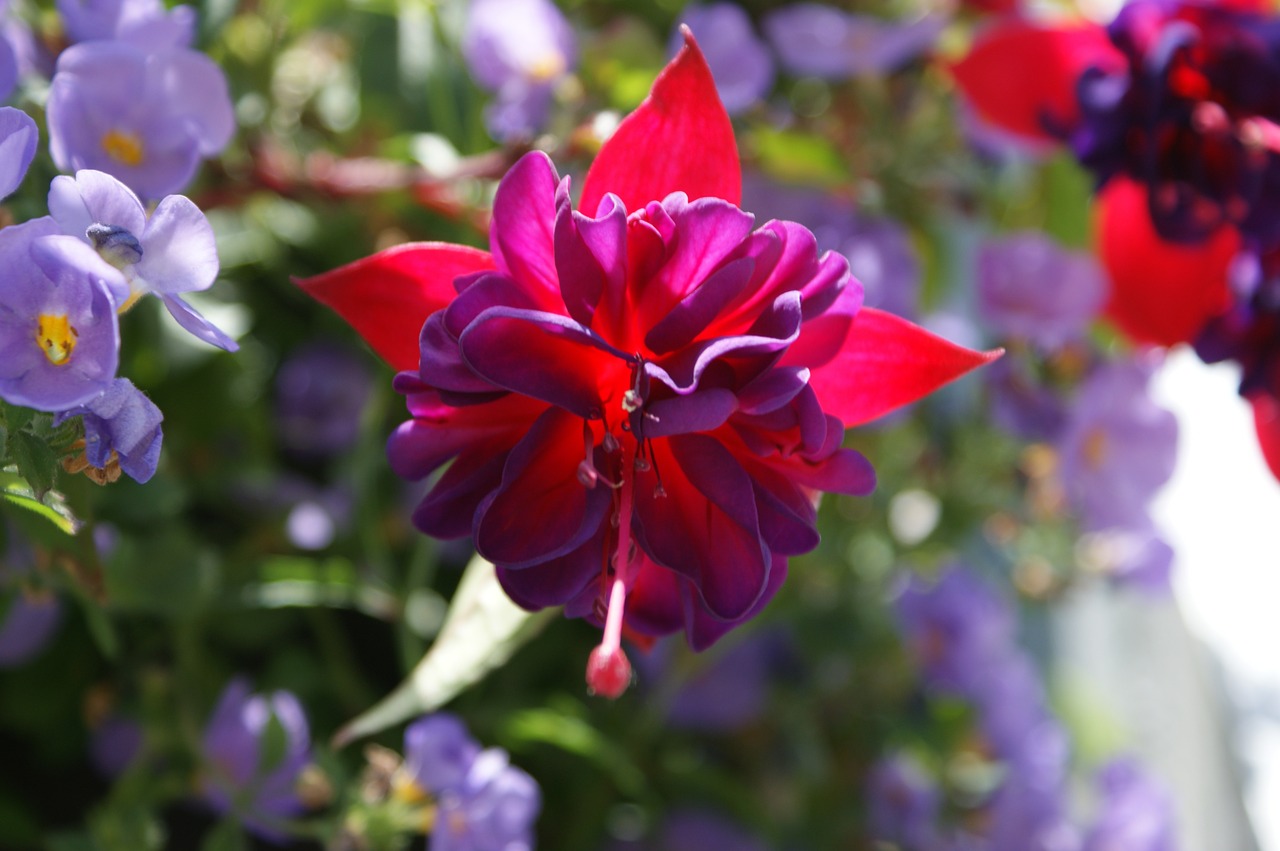 fuchsia flower floral free photo