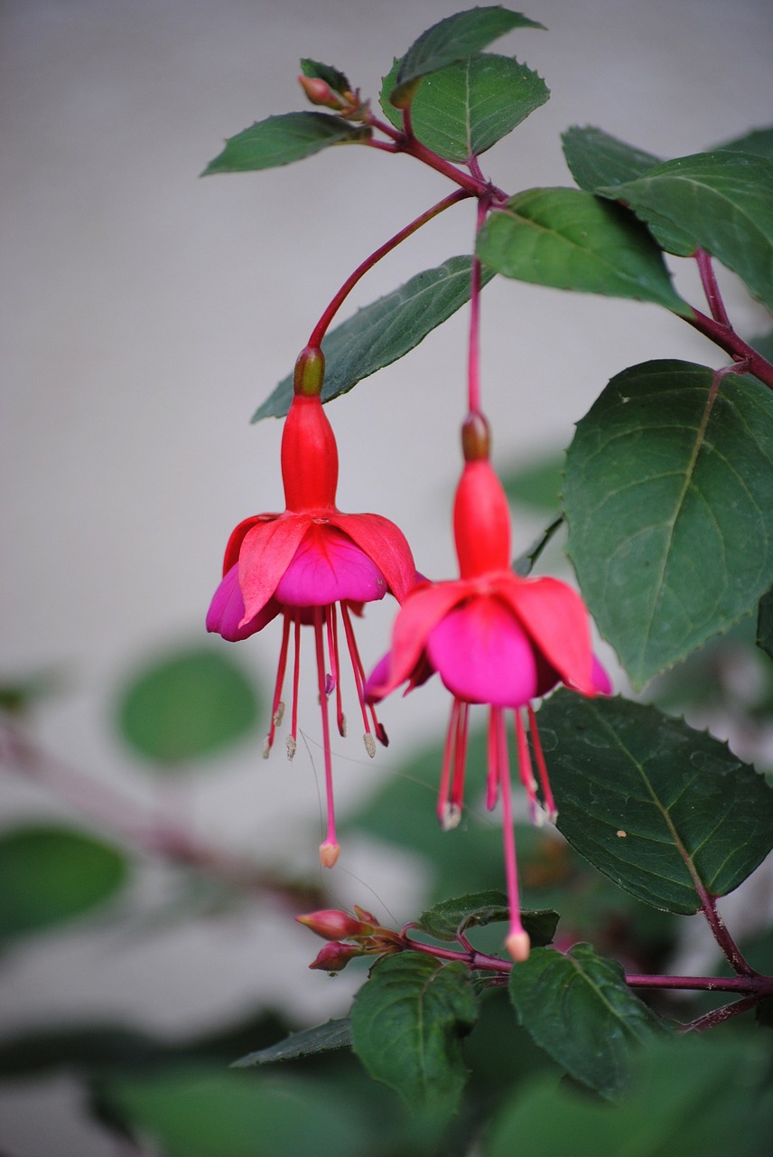 fuchsia flower ornamental plant free photo