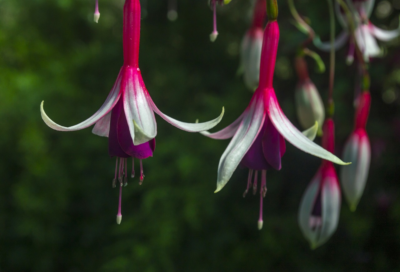 fuchsia  flower  blossom free photo