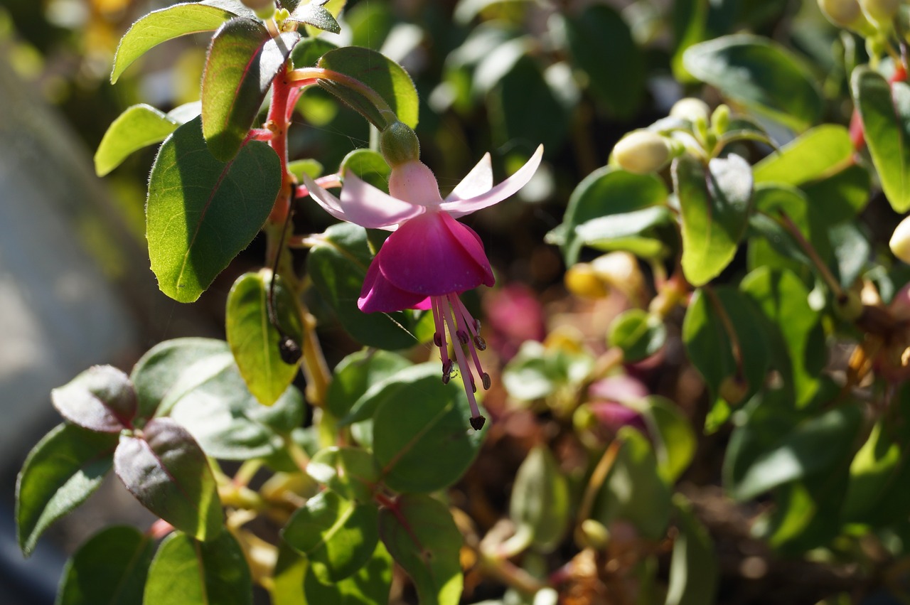 fuchsia  flower  sun free photo