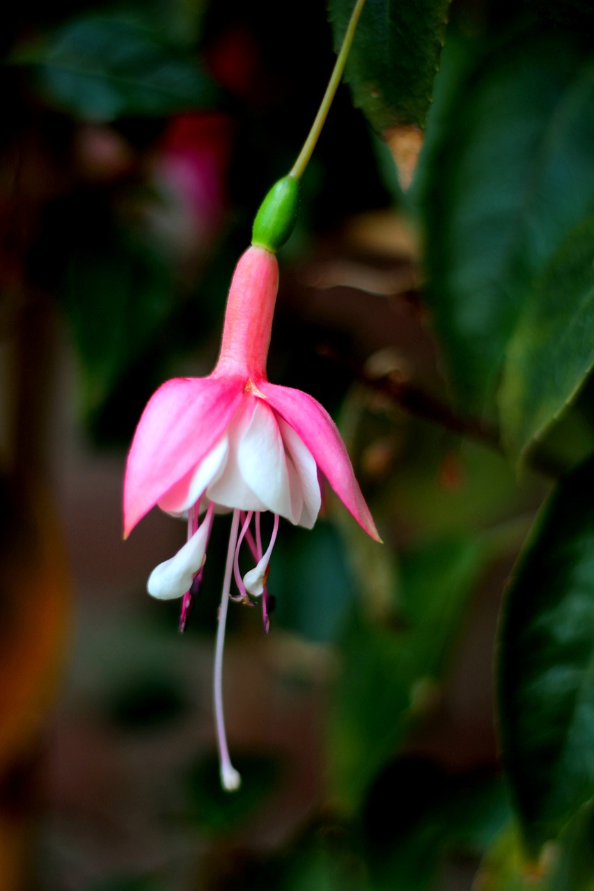 fuchsia  flower  rose free photo