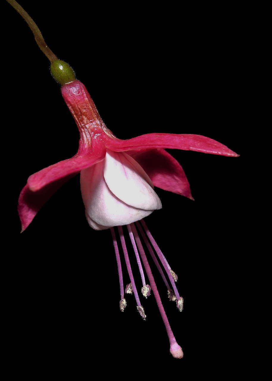 fuchsia  flower  blossom free photo