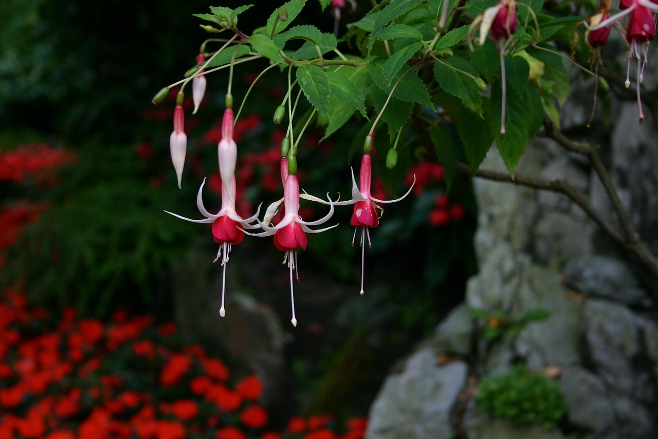 fuchsia garden flowers free photo