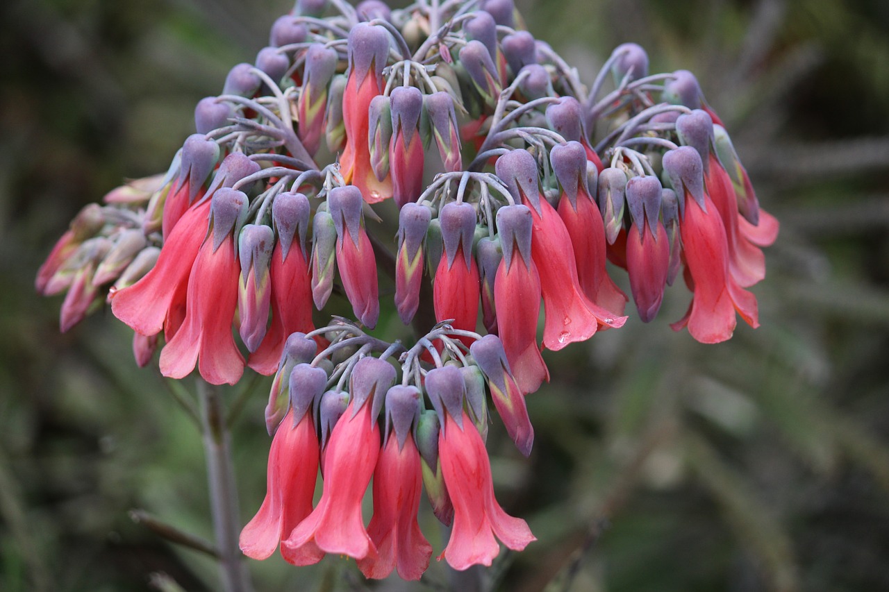 fuchsia flower red flower free photo