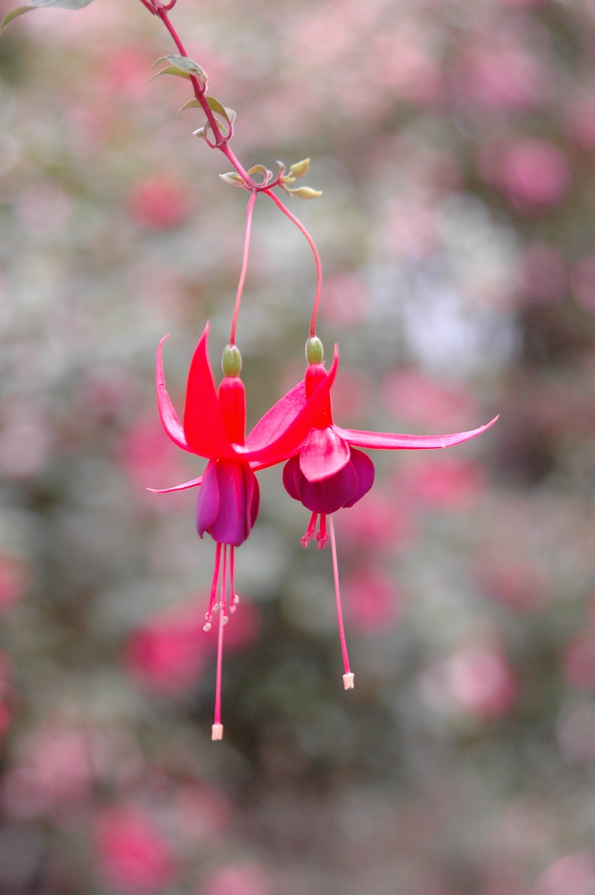 fuchsia angel earrings cascading plants free photo