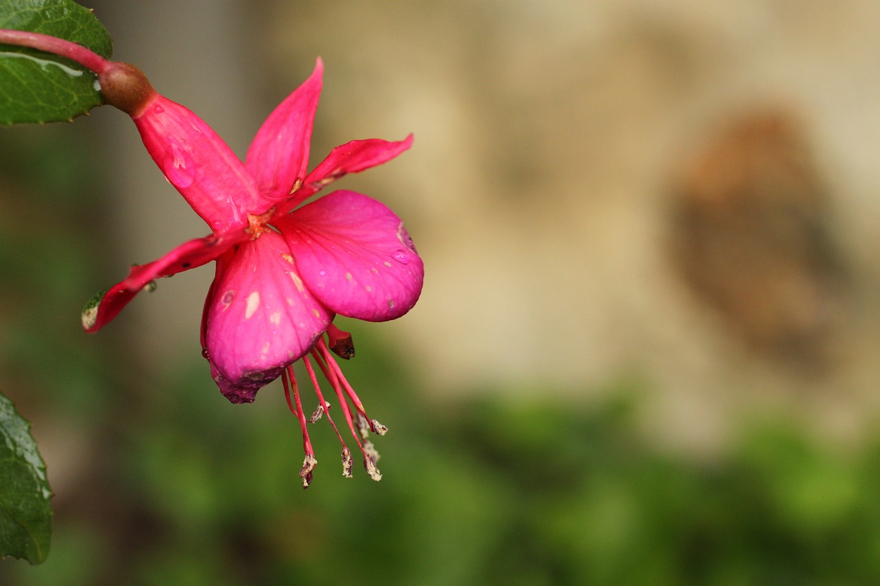 fuchsia flower garden free photo