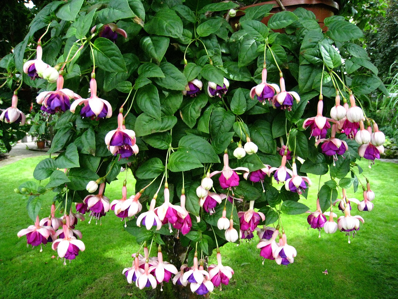 fuchsia flowers garden free photo