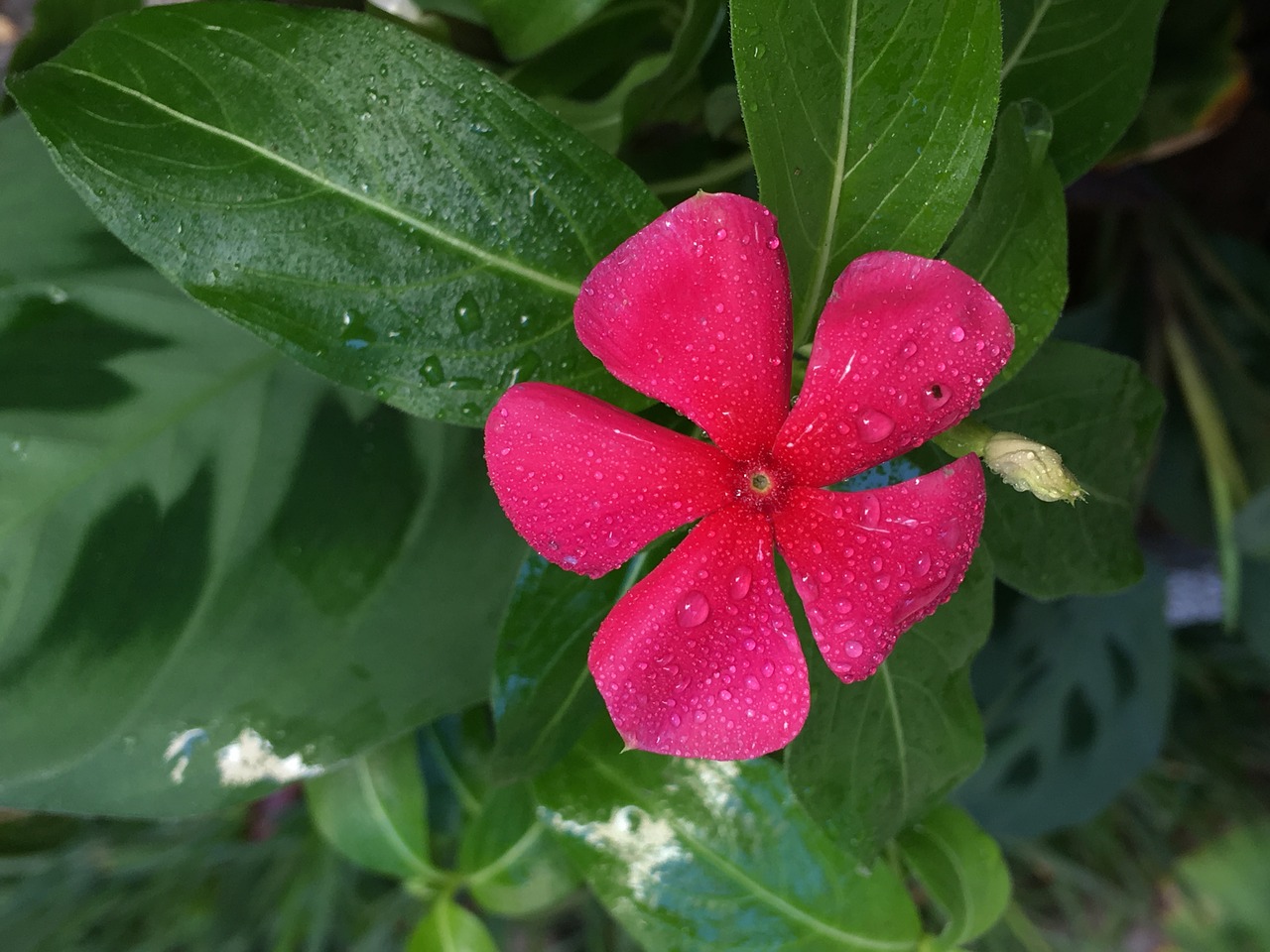 fuchsia flower  drops  petals free photo