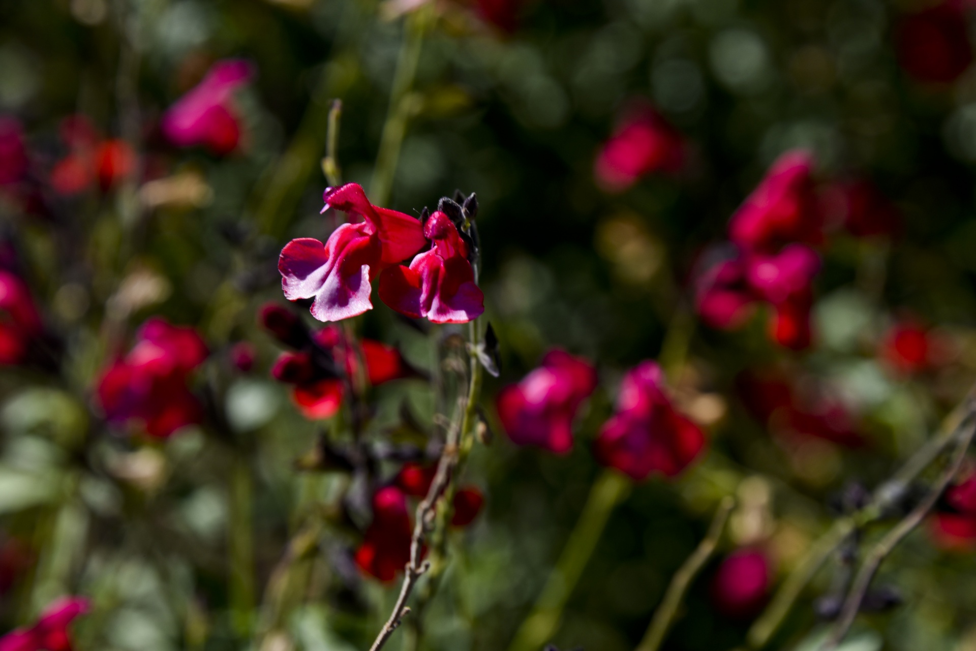flower fuchsia magenta free photo