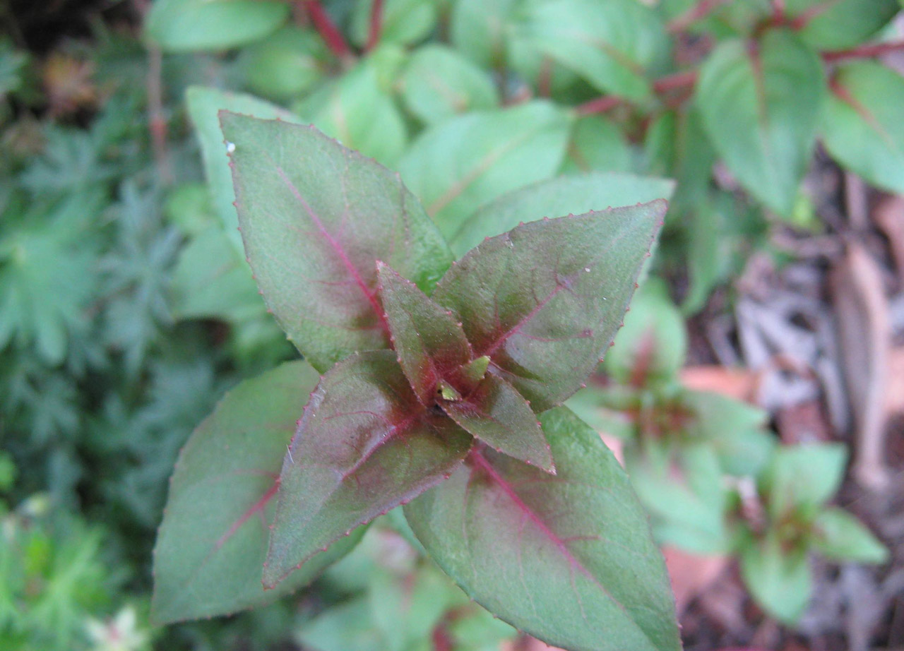 fuchsia leaves green free photo