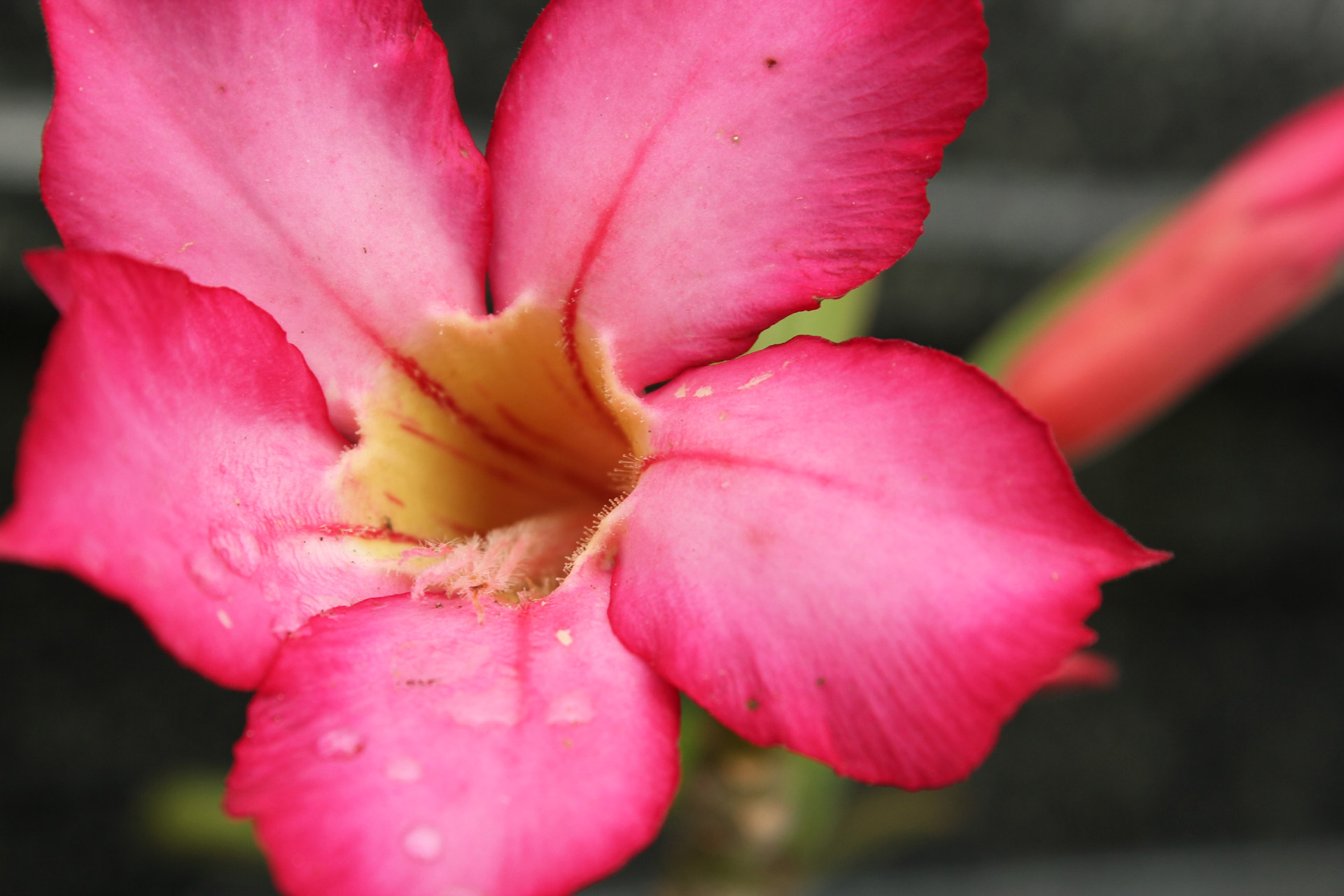 flower fuchsia pink flower fuchsia flower free photo