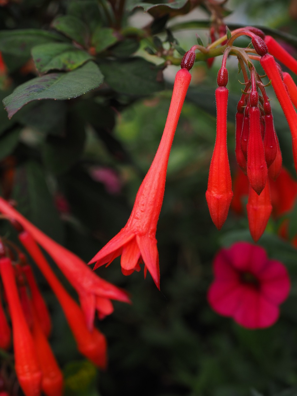 fuchsia triphylla flowers red free photo