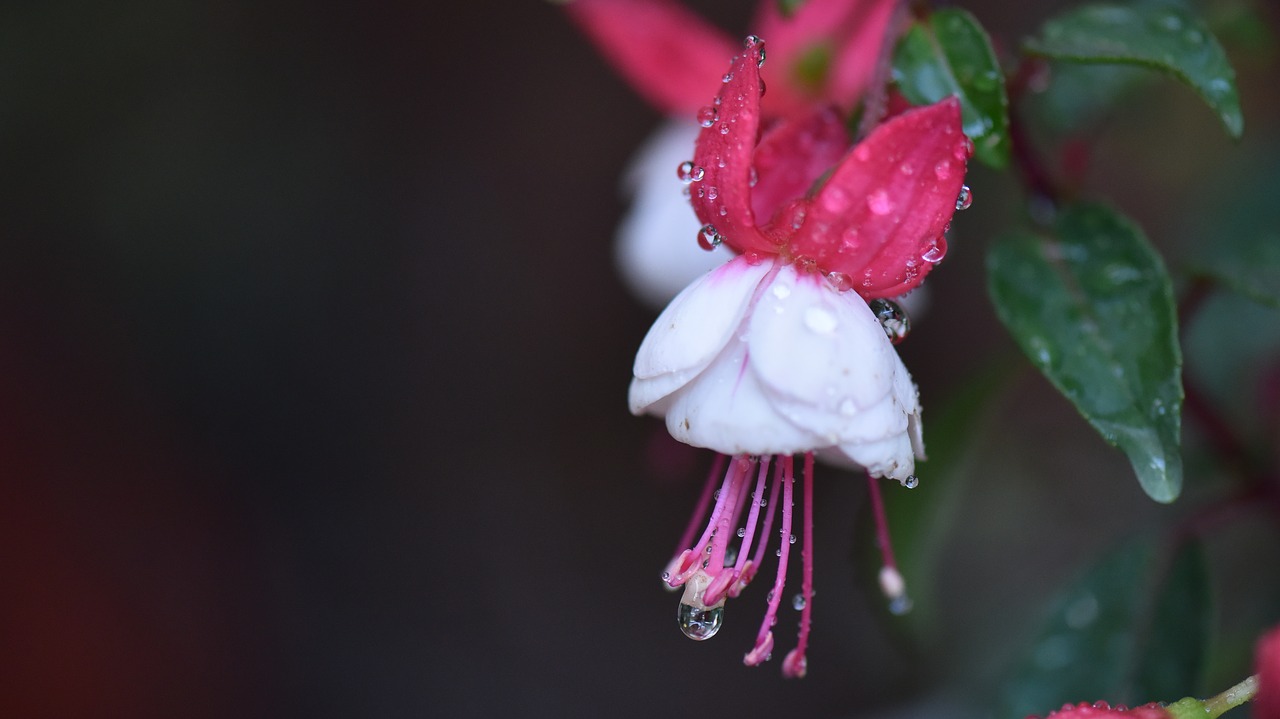 fuchsias pistil white flower free photo