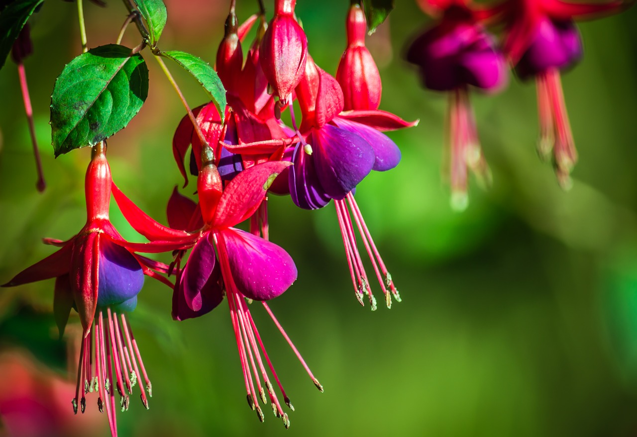 fuchsias flower fuchsia free photo