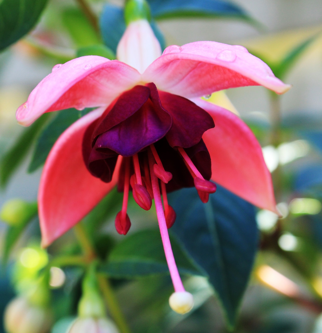 fuchsias  flower  fuchsia free photo