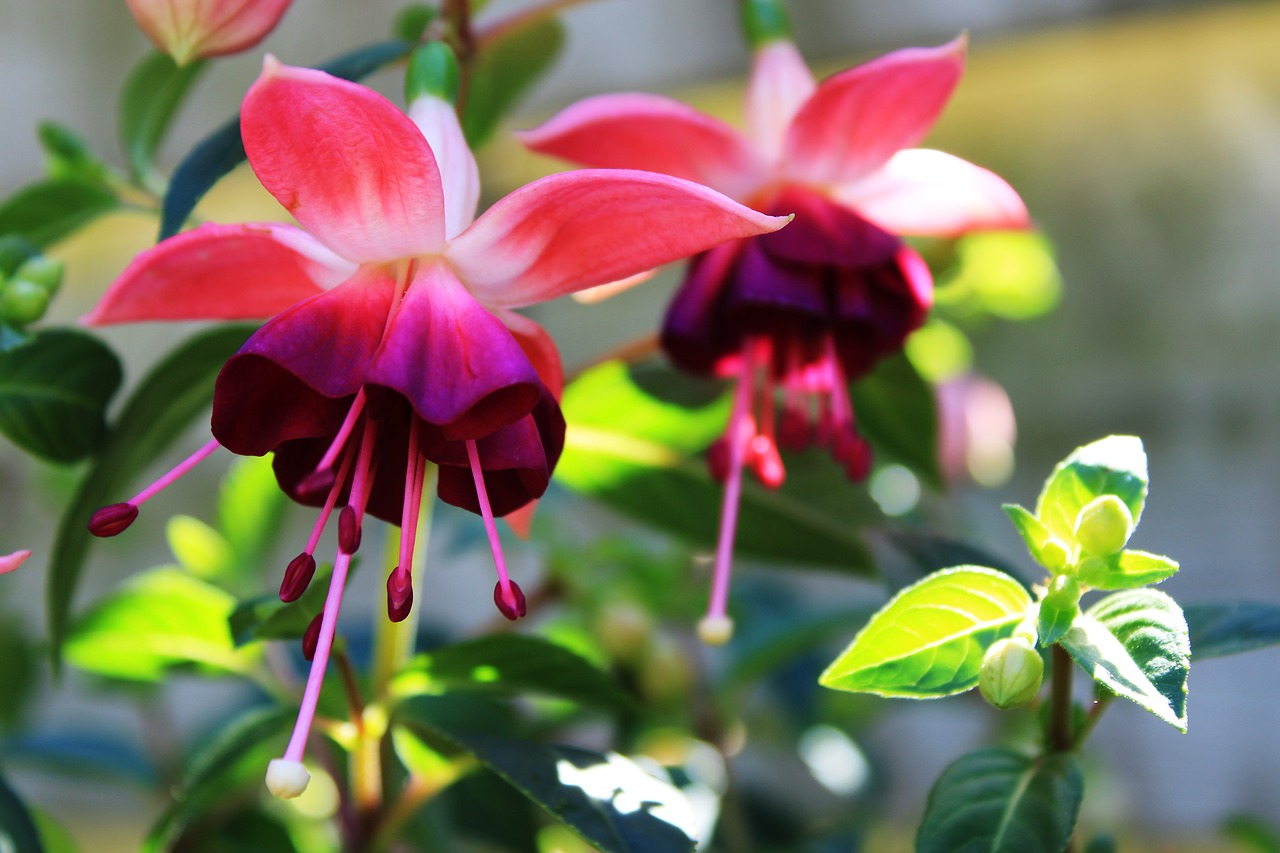 fuchsias  flower  fuchsia free photo