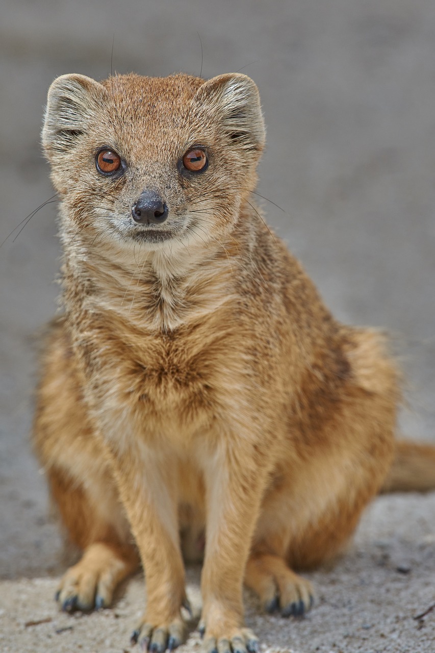 fuchsmanguste  meerkat  sit free photo