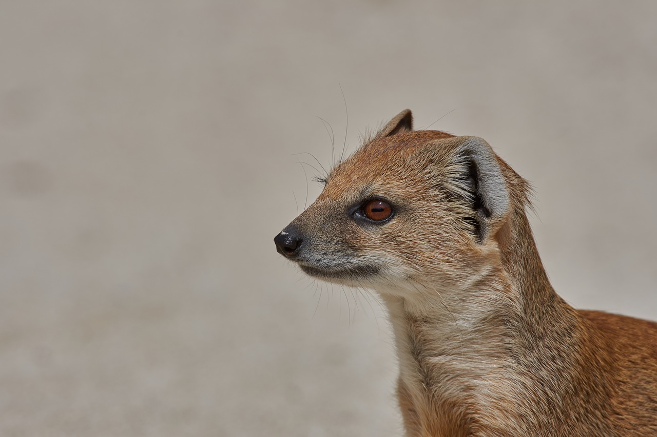 fuchsmanguste  namibia  meerkat free photo