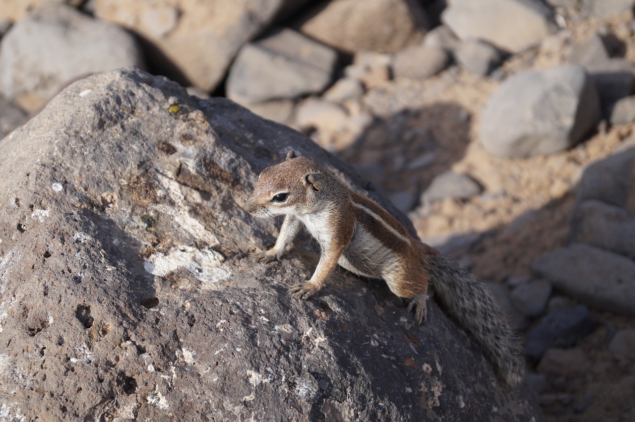 fuerteventura island holidays free photo