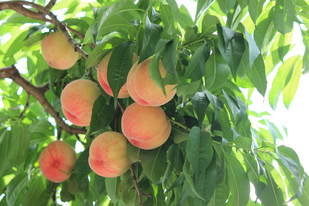 fukushima peach fruit free photo