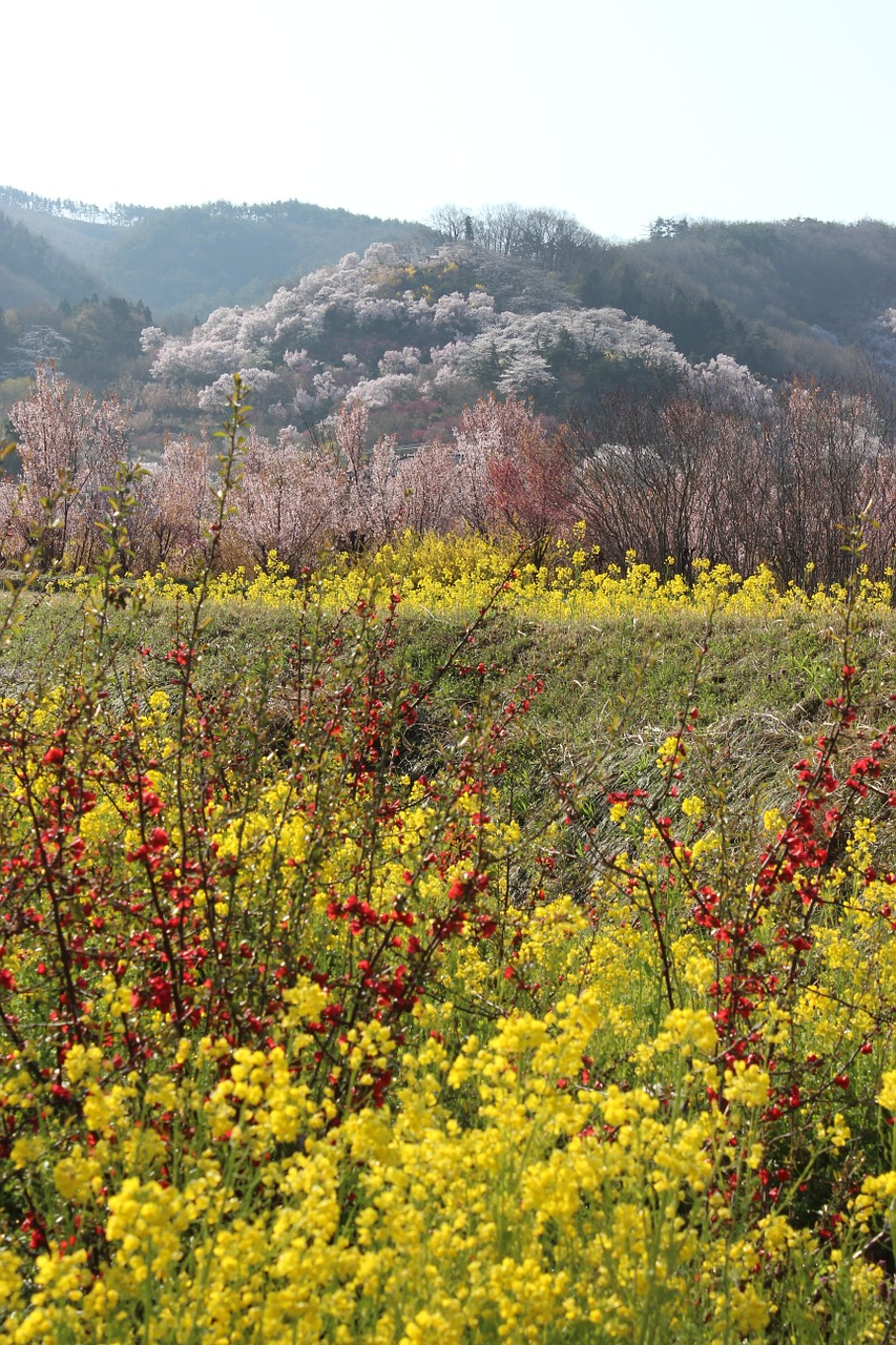 fukushima cherry blossom viewing mountains rape blossoms free photo