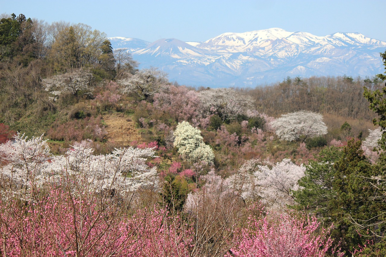 fukushima cherry blossom viewing mountains cherry free photo