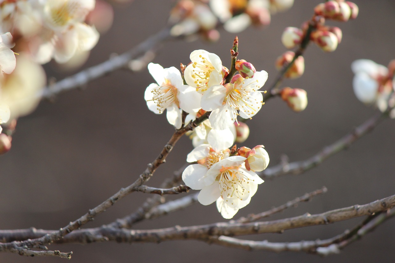 fukushima cherry blossom viewing mountains plum free photo